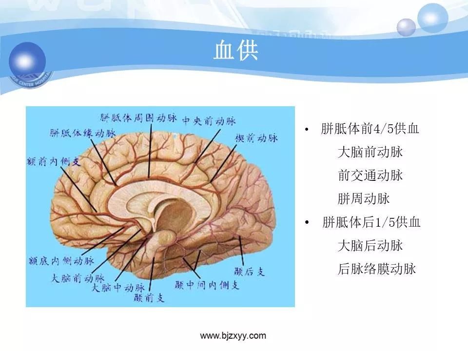 胼胝体发育不良的影像诊断