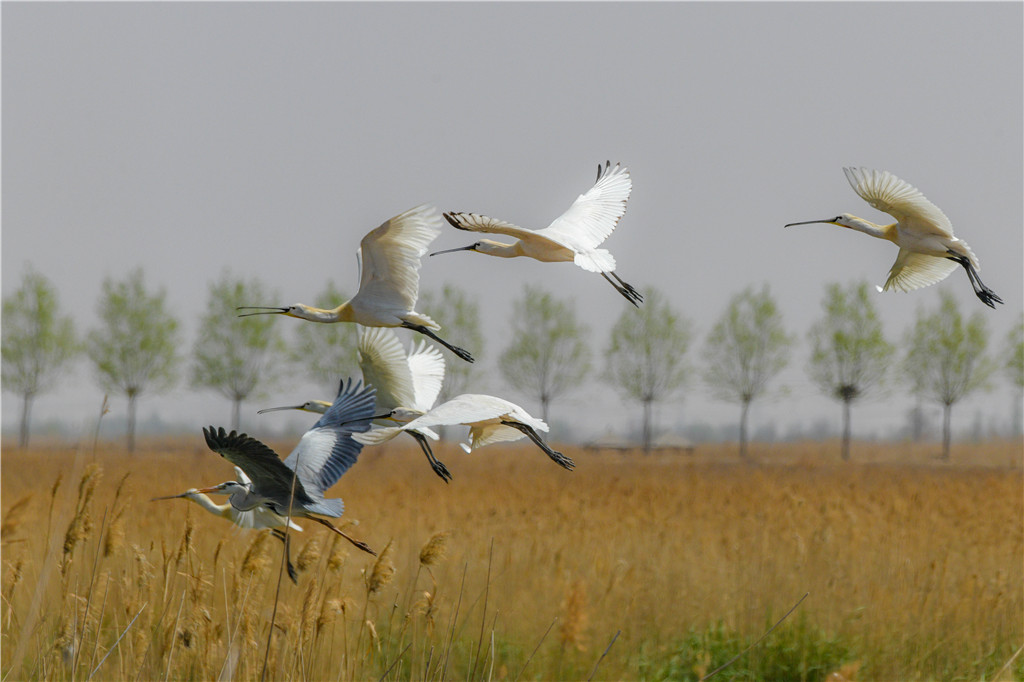 自由飞翔的鸟儿 b4eac1ac20e34ea4b8ffcb8e85047457.jpeg