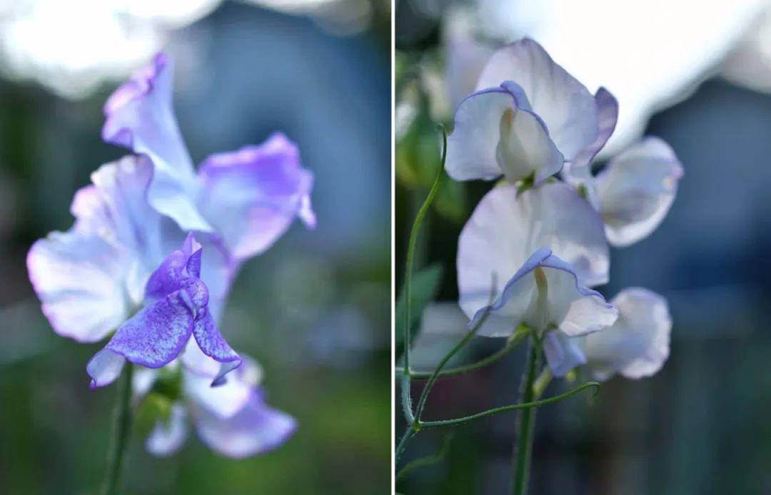 花里藏着蝴蝶和微风春天最后的温柔属于香豌豆