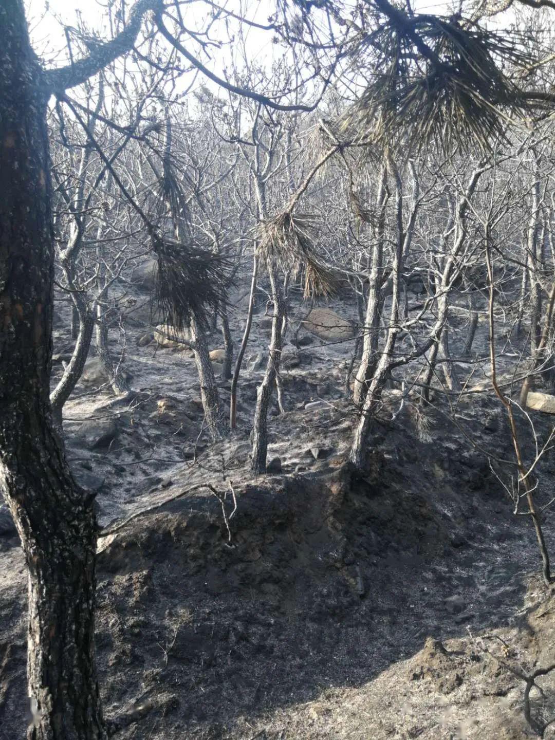 紧急驰援!临沂45名消防员奔赴青岛小珠山火灾现场扑救