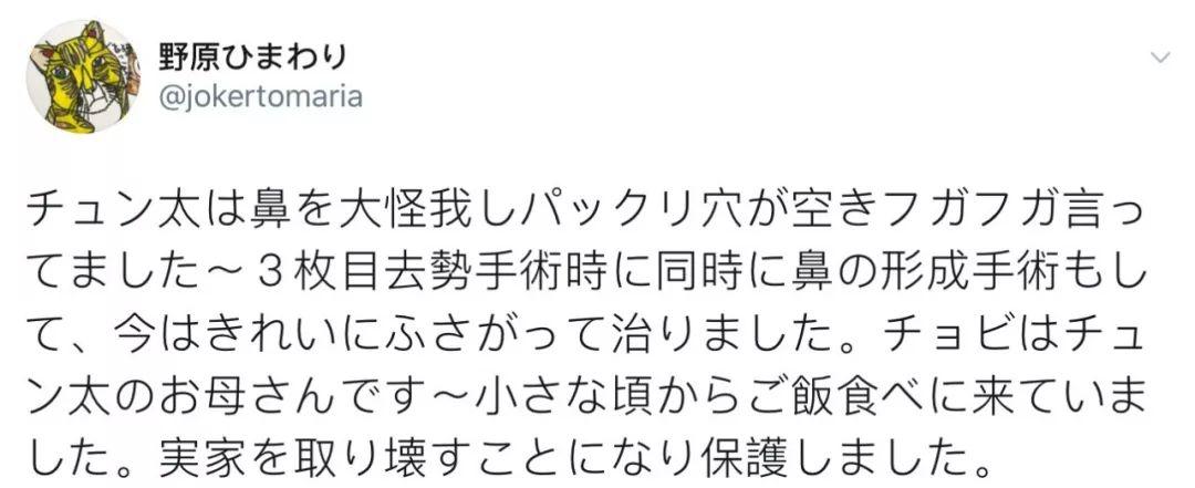 没想到，领养一只流浪猫…竟然这么香！