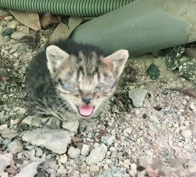 没想到，领养一只流浪猫…竟然这么香！