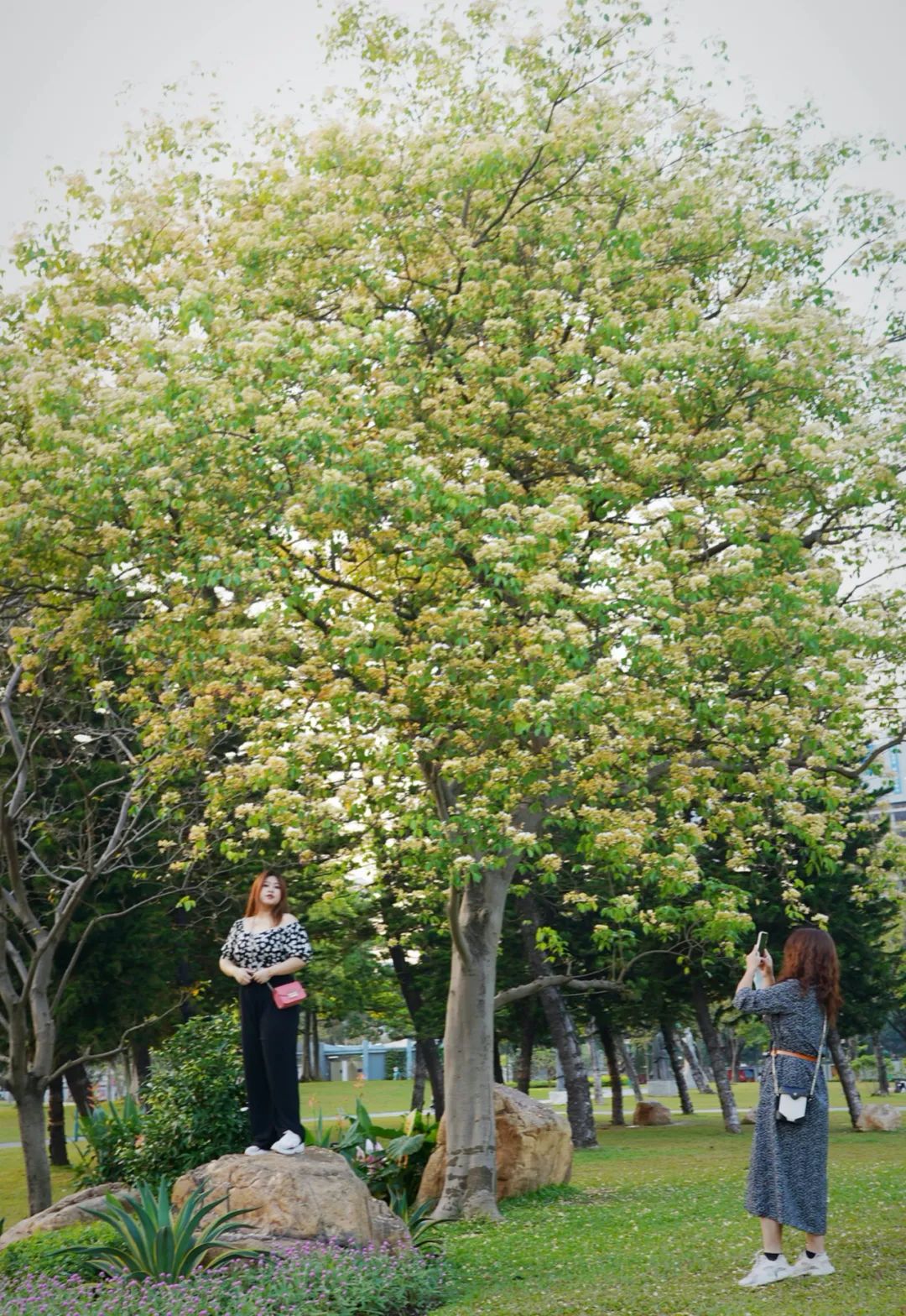 广州鱼木繁花满树艳丽夺目最佳观赏期在4月底至5月初