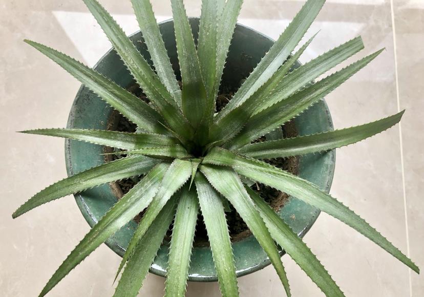 怎么种菠萝头放在水里 c8b2271592754522beeae28327409c64.jpeg