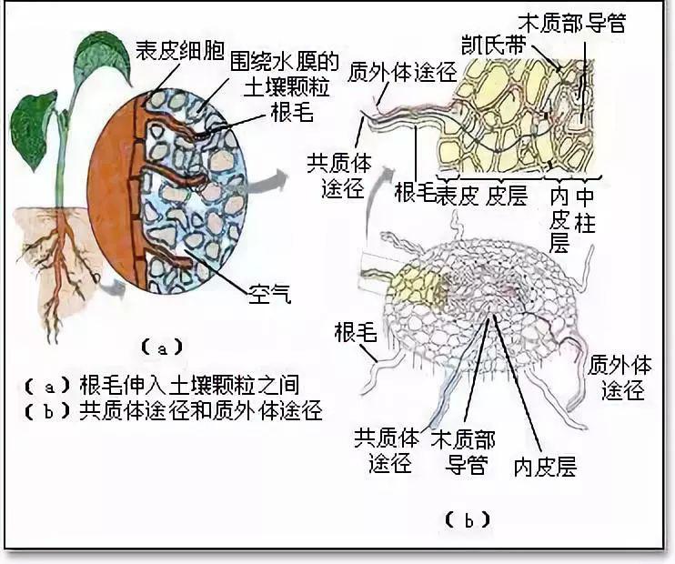 如何代谢体内激素 cdad052ad1d847b4bc75a8e8eed90a53.jpeg