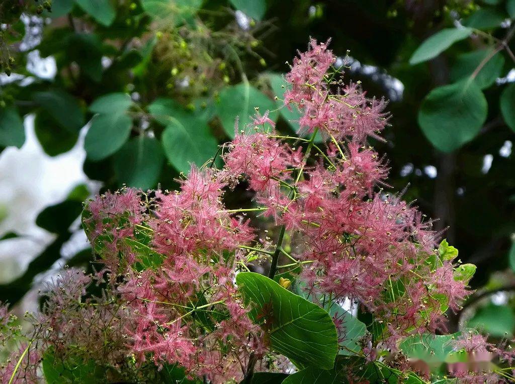 黄栌开花如云似烟