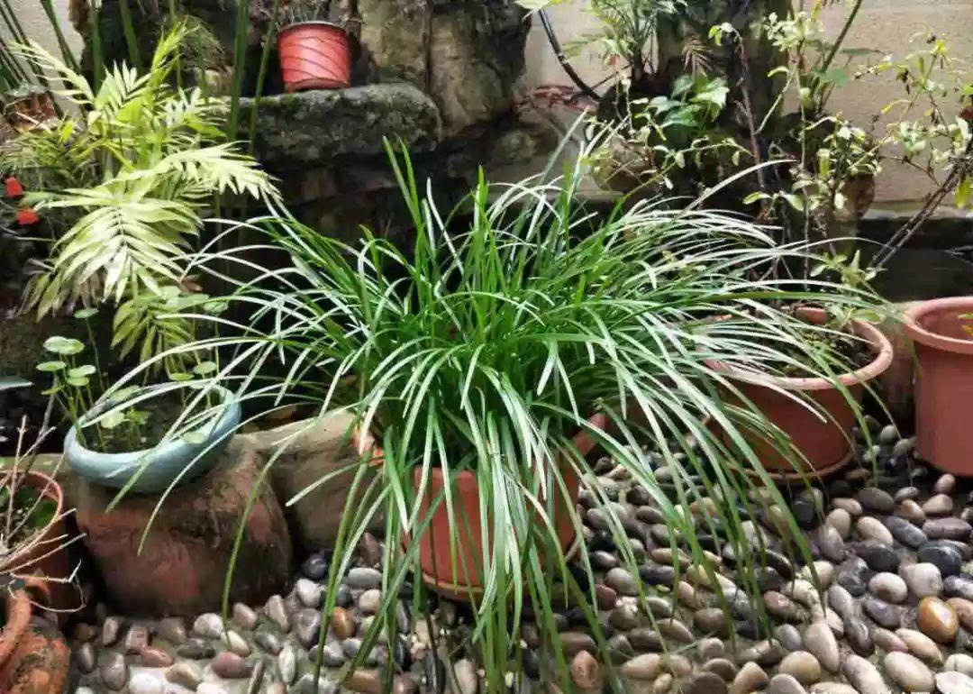 风雨兰几片叶子开花 e3bb17ca4a444597bb8a3e069a7933e9.jpeg