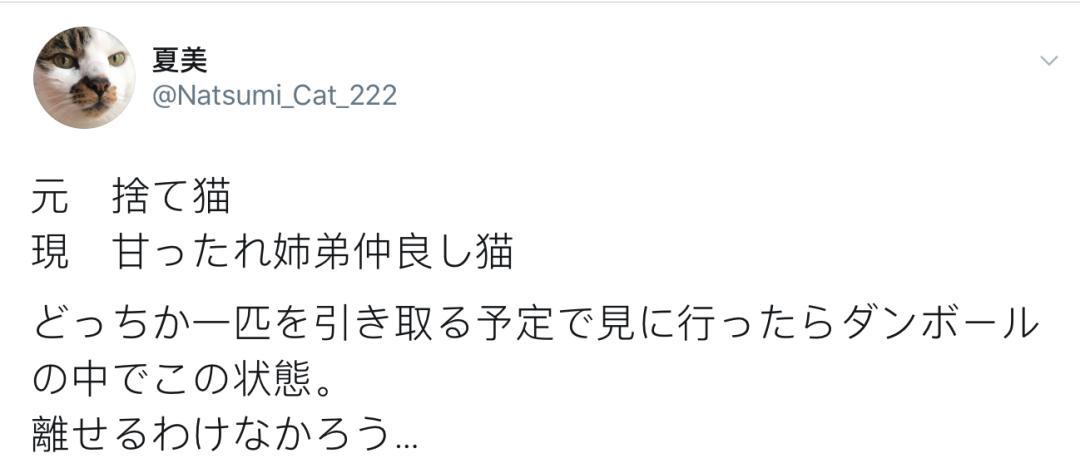 没想到，领养一只流浪猫…竟然这么香！