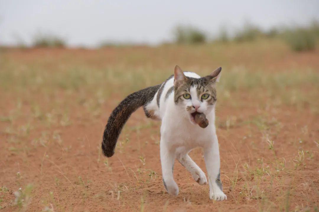 猫咪陪嫁铲屎官移民阿拉伯，从此过上了沙漠之王的生活！