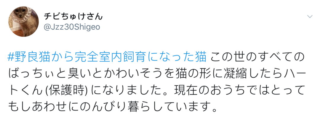 没想到，领养一只流浪猫…竟然这么香！