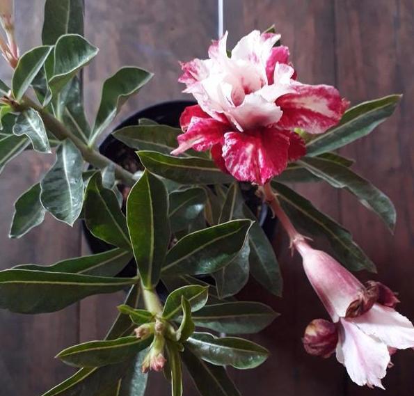 怎么养花草长得更茂盛 f3d401ea86224866af065833269867eb.jpeg