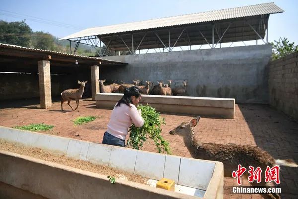恒行平台首页全面禁食野生动物后 “他们”和“它们”该何去何从?(图1) 恒行平台首页全面禁食野生动物后 “他们”和“它们”该何去何从?(图1)