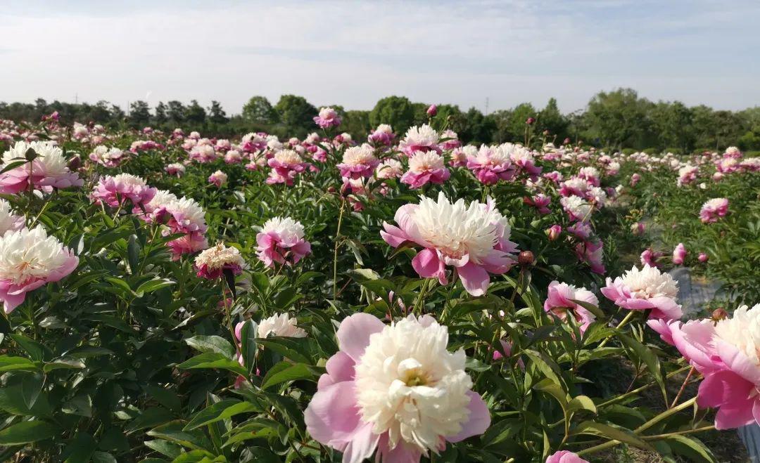 4月27日开园仪征芍药园门票免费送送送