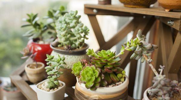 多肉小花盆塑料 fece4919493b47198b52d663720947c4.jpeg