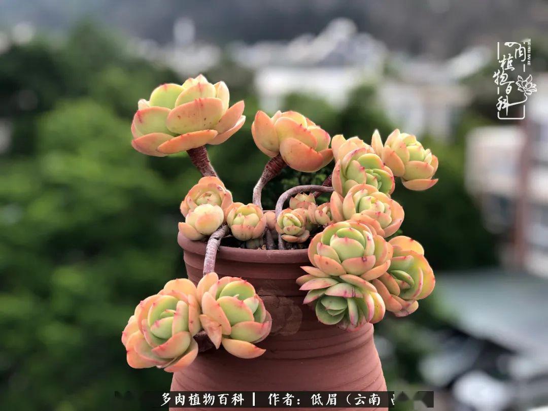 对多肉的爱,足够深情,你的生活,也就足够美丽和精彩!