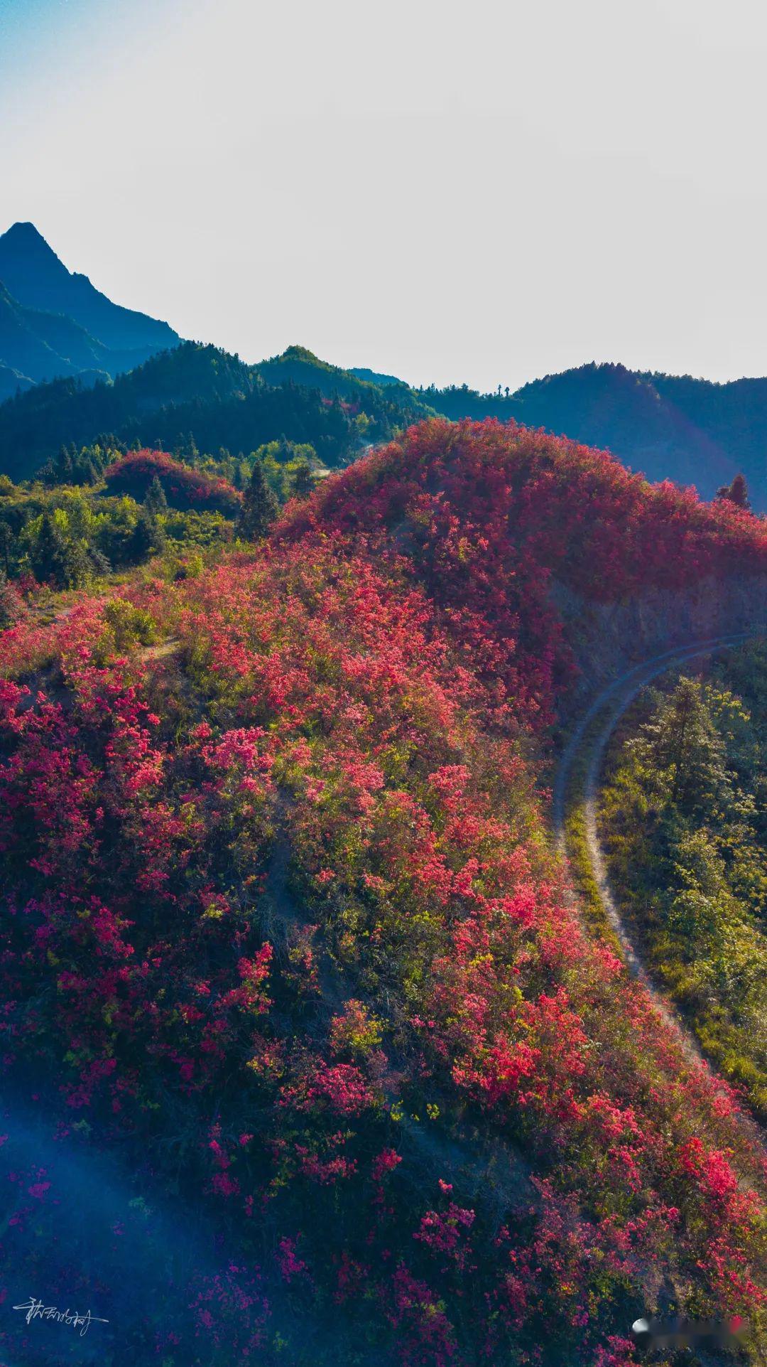 每年春天官庄观音村牛角山漫山遍野的林地便会开出美丽的映山红,并且