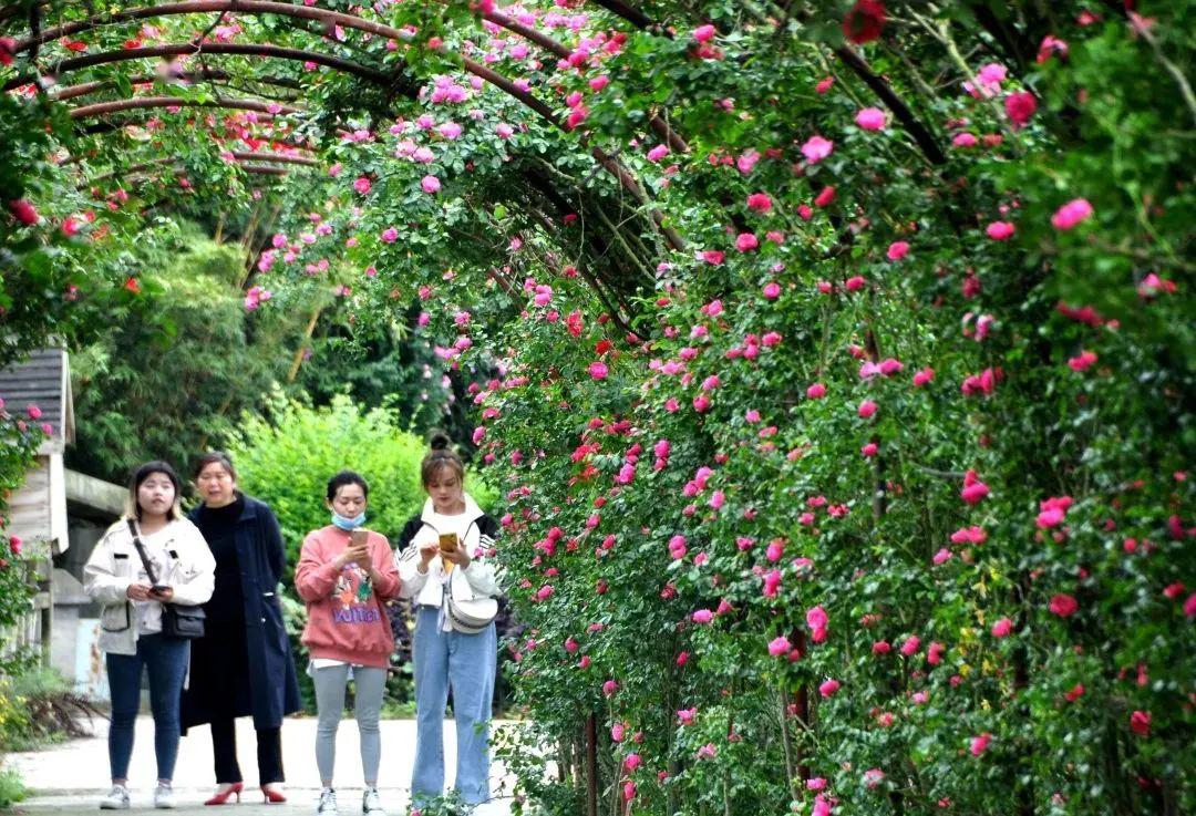 2020余杭百万玫瑰花海,首个花灯艺术节,5月1