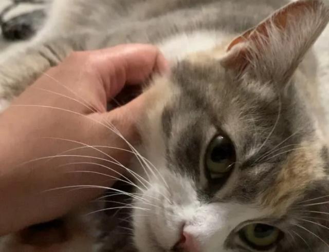 小猫爬身上喵喵叫 269c5e9ac0014d62924cbce21afeee53.jpeg