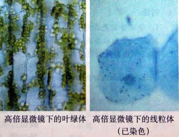 用高倍显微镜观察线粒体和叶绿体