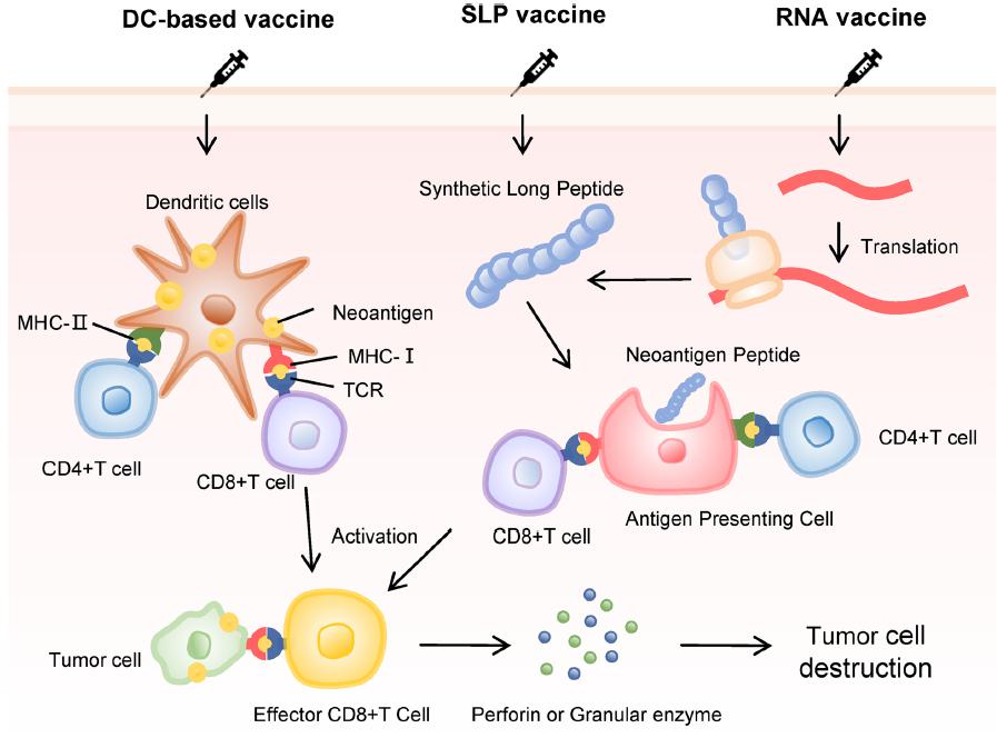 以诱导特异性免疫反应并达到抗肿瘤的效果