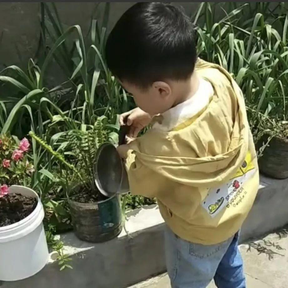 爱劳动的周子嵛小朋友自己种花,浇水.