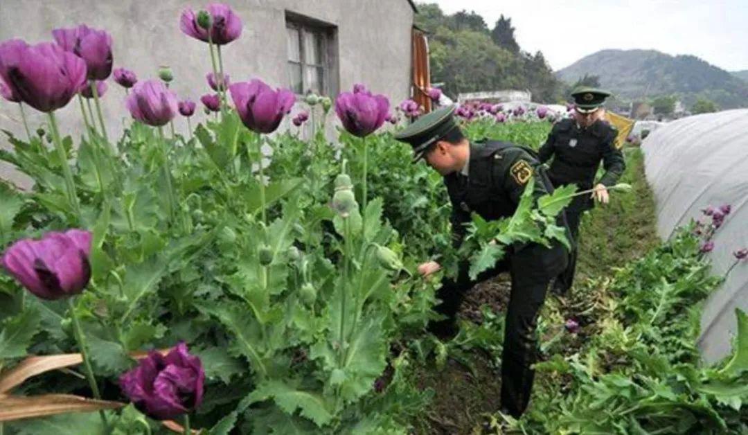 禁毒丨严禁种植罂粟哪怕种一株也违法