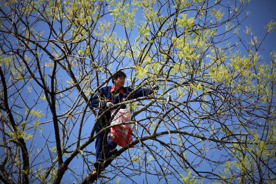 30米高空徒手摘74铜鼓美味山珍黄鹂芽想吃不容易