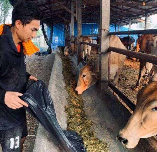 无球可踢！泰国国脚摇身一变成为“放牛娃”_伦沙