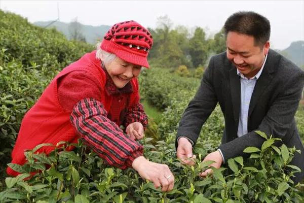 數字化技術為農村按下「快進鍵」 茶農首次用上支付寶區塊鏈技術 科技 第1張