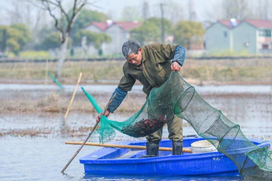 一水两用、一地双收，石淙念好稻虾共生致富经