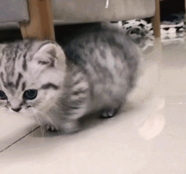 壁纸 动物 猫 猫咪 小猫 桌面 363_341 gif 动态图 动图