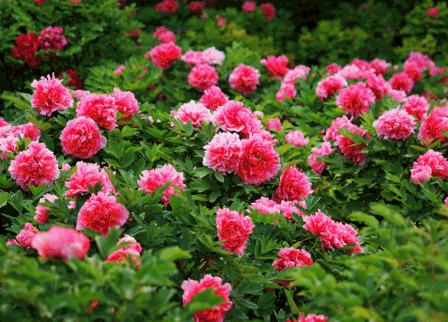 牡丹庭前芍药妖无格池上芙蕖净少情唯有牡丹真国色花开时节动京城宴花