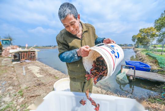 炒虾尾的虾是什么虾_致富经虾_致富虾真的