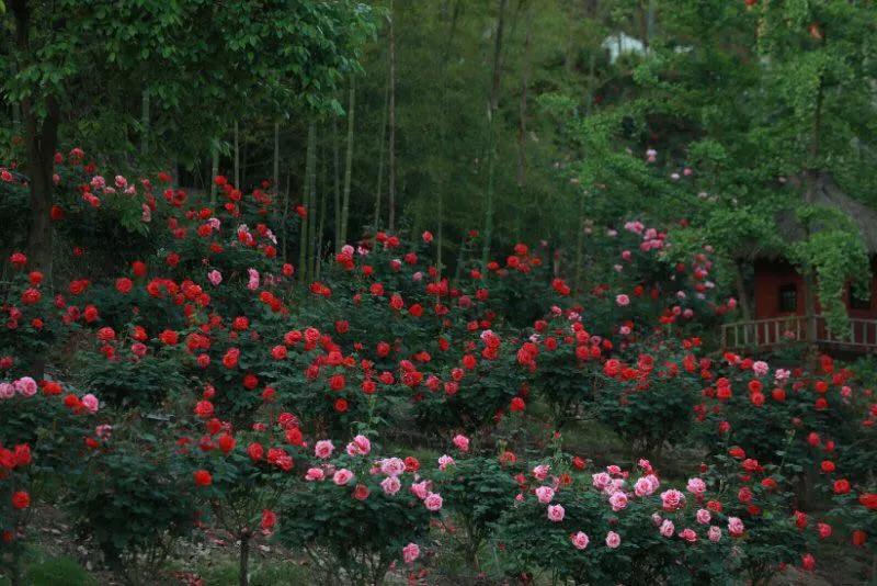 重庆周边玫瑰,杜鹃都开了,五一赏花就去这!
