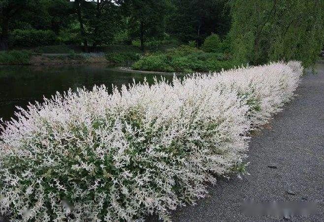 今日植物彩叶杞柳