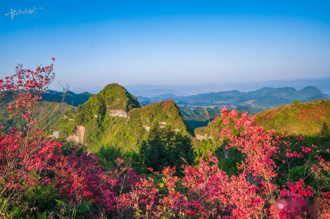 惊艳秀山有个网红山红色映山红美得不像话错过再等一年