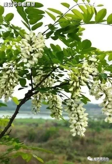 爬树是我的强项,机灵的堂哥在树下指挥着我,迅速占领洋槐花最繁茂的