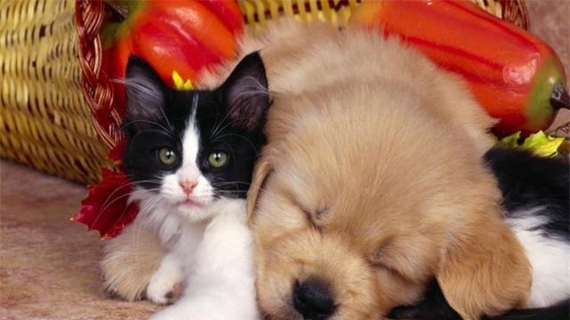 728f392c2bff4327957ed1cf5c44a96d.jpeg