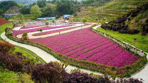 五一小长假打卡英山这处绝美花海,邂逅诗与远方