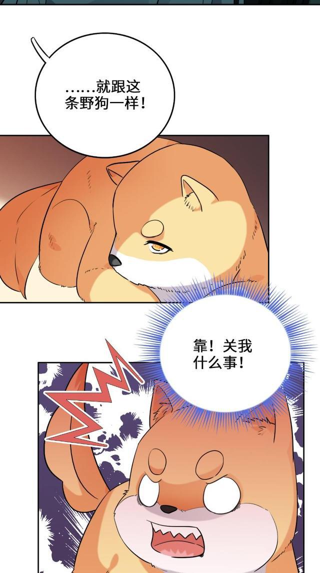 漫画野狗就是野狗怎么都养不熟