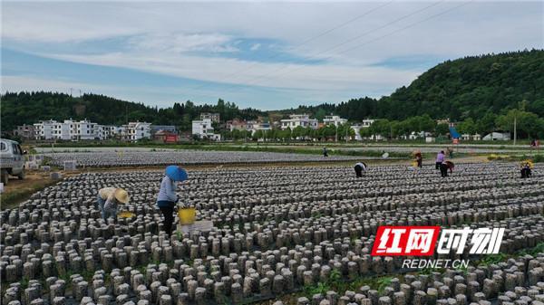 湖南省新田县各镇人口_湖南省永州市新田县(2)