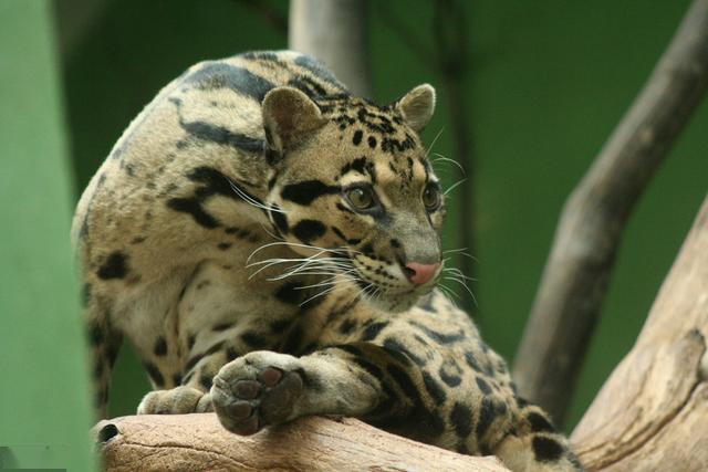 学名上也叫"安第斯山虎猫",被公认为所有野生猫咪中长得比较好看的之