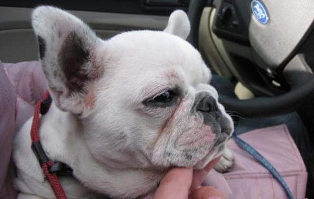 怎么教狗狗上厕所在外面 8a7e9b20690e47379135ff498714f213.jpeg