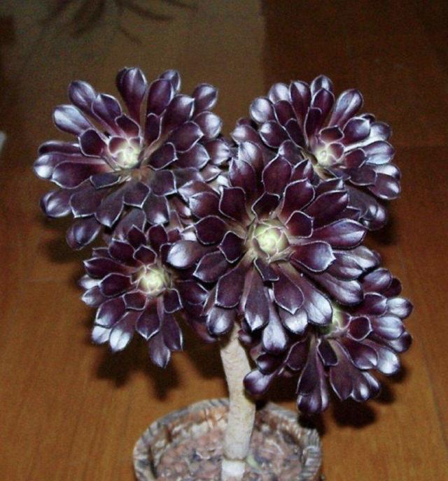 多肉黑法师度夏,记住2个细节,状态美,长成一捧黑玫瑰