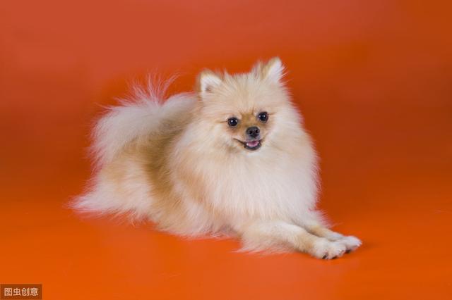 因为长得比较像松鼠常常被叫做松鼠犬,英系博美体型比较娇小,给人一种