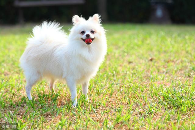 英系和美系博美犬,傻傻分不清楚,现在告诉你它们的区别!