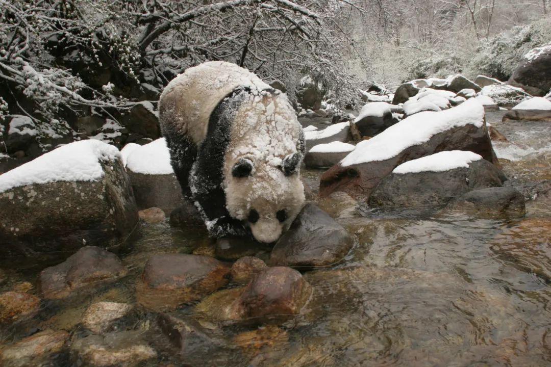 秦岭野生大熊猫在雪中喝水.摄/向定乾