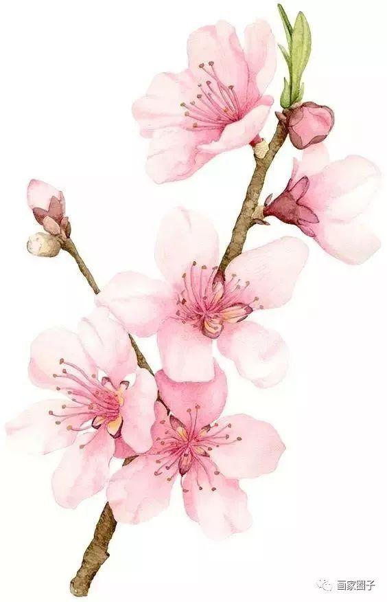 100张花卉素材:花虽美,但画出来更美