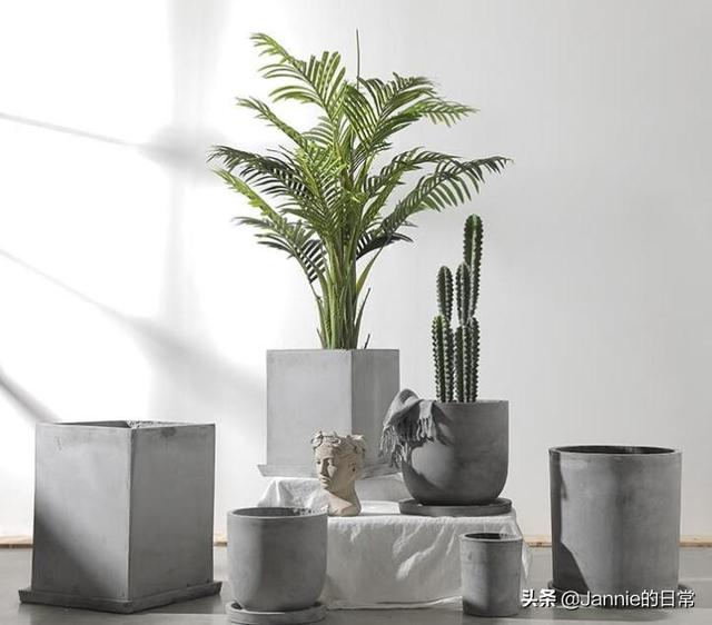 室内绿植推荐大型绿植图片 a390a5edcf3a45ffb1715ee6fd930c65.jpeg