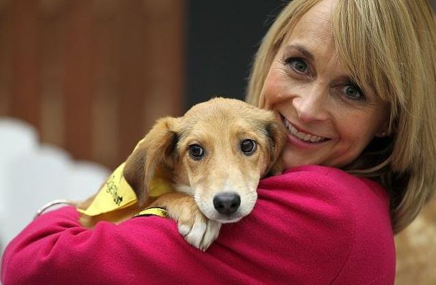 如何正确饲养柯基 a40835e071634b61a59141491af016fc.jpeg